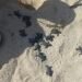 Operativo en Progreso salva a 79 crías de tortuga carey y les abre paso hacia el mar