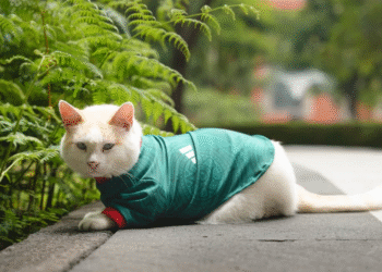 Coco se pone la camiseta para apoyar al Tri; uno de los gatos de Palacio Nacional vuelve a conquistar las redes