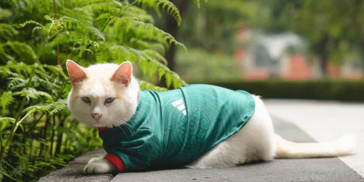 Coco se pone la camiseta para apoyar al Tri; uno de los gatos de Palacio Nacional vuelve a conquistar las redes