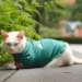 Coco se pone la camiseta para apoyar al Tri; uno de los gatos de Palacio Nacional vuelve a conquistar las redes