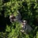 ¡Terminó la búsqueda! Capturan al tigre que mantuvo en alerta a Edomex; será atendido en un zoológico
