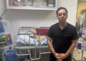El horror quedó grabado: Rocky fue arrastrado y atropellado por su propia dueña