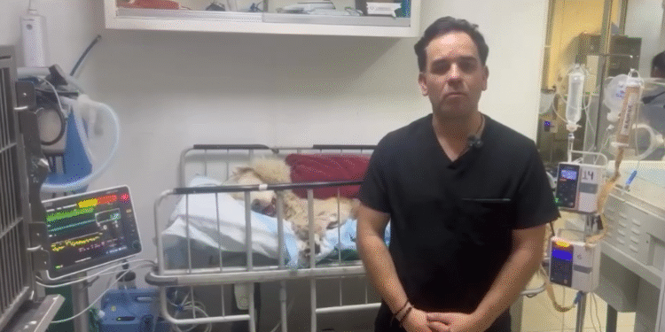 El horror quedó grabado: Rocky fue arrastrado y atropellado por su propia dueña