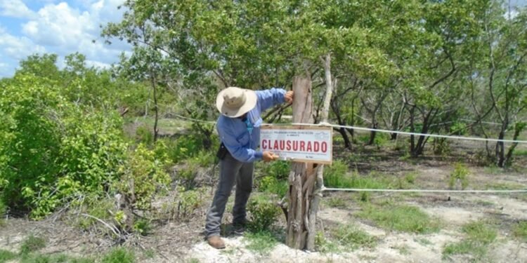 ¿Qué encontraron en las reservas naturales? Profepa clausura actividades ilegales