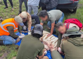 ¡Justicia para Kenzo! ¿Realmente murió el tigre de Edomex? Esto se sabe del caso