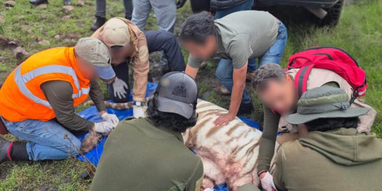 ¡Justicia para Kenzo! ¿Realmente murió el tigre de Edomex? Esto se sabe del caso