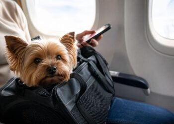 ¿Viajarás con tu mascota? Esto cambiará cuando la lleves en la cabina del avión