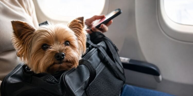 ¿Viajarás con tu mascota? Esto cambiará cuando la lleves en la cabina del avión