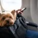 ¿Viajarás con tu mascota? Esto cambiará cuando la lleves en la cabina del avión