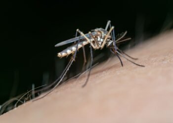 Yucatán suma nuevo caso de dengue tras cinco semanas en cero; así va el panorama estatal