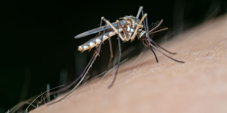 Yucatán suma nuevo caso de dengue tras cinco semanas en cero; así va el panorama estatal
