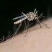 Yucatán suma nuevo caso de dengue tras cinco semanas en cero; así va el panorama estatal