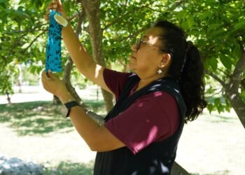 ¿Has visto una trampa azul? Así busca Yucatán frenar al gusano barrenador