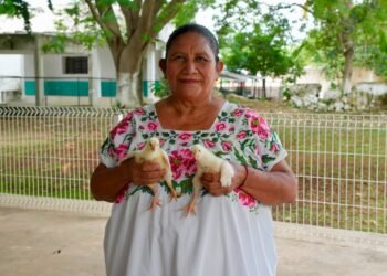 Yucatán apuesta por las gallinas para fortalecer la economía de comunidades rurales