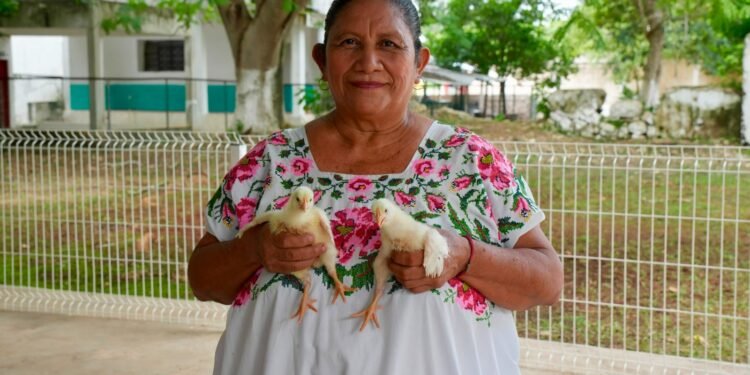 Yucatán apuesta por las gallinas para fortalecer la economía de comunidades rurales