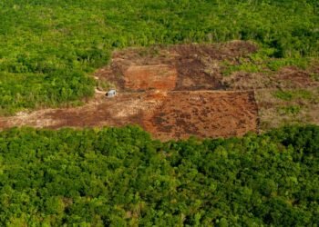 ¿Qué está detrás del calor extremo? La selva de Yucatán desaparece y un municipio lidera la devastación