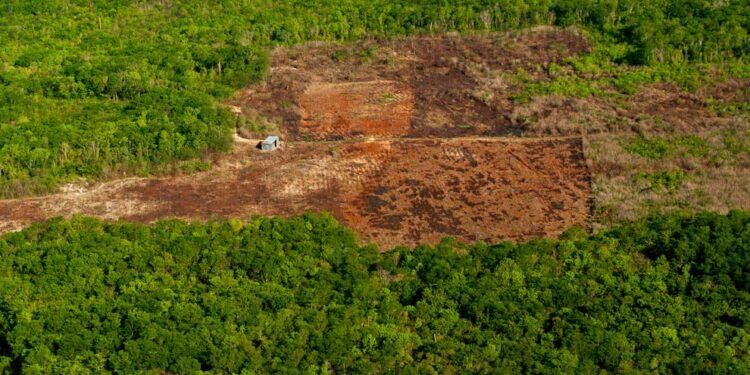 ¿Qué está detrás del calor extremo? La selva de Yucatán desaparece y un municipio lidera la devastación