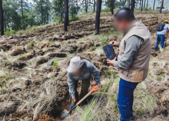 Reforestar hoy para conservar mañana: Puebla fortalece bosques con 500 árboles