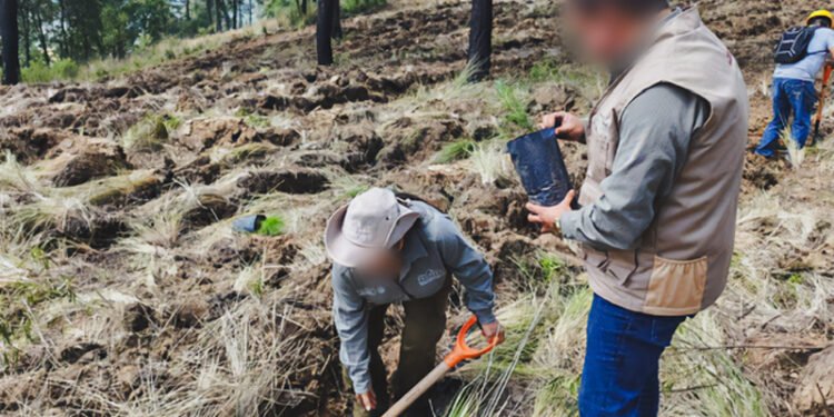 Reforestar hoy para conservar mañana: Puebla fortalece bosques con 500 árboles