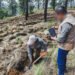 Reforestar hoy para conservar mañana: Puebla fortalece bosques con 500 árboles