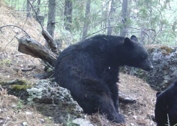 ¡Momento único! Video capta raro comportamiento del oso negro en Chihuahua
