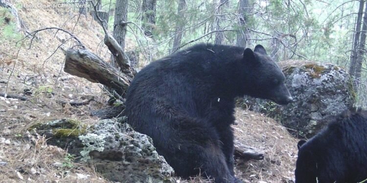 ¡Momento único! Video capta raro comportamiento del oso negro en Chihuahua