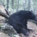 ¡Momento único! Video capta raro comportamiento del oso negro en Chihuahua