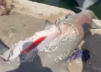 ¿Qué atacó un tiburón? Impacta captura del escuálido con una gigantesca mordida