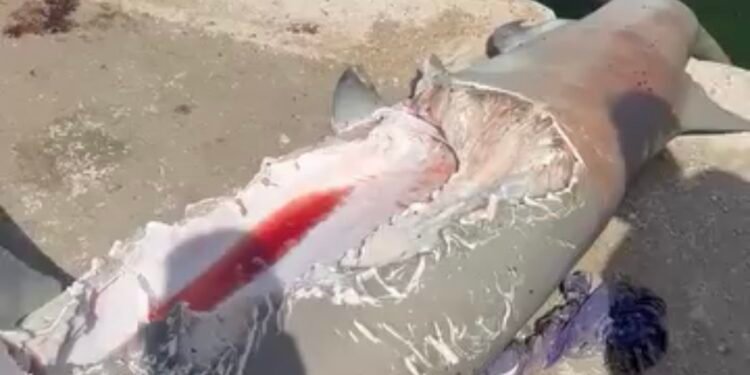 ¿Qué atacó un tiburón? Impacta captura del escuálido con una gigantesca mordida