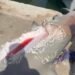¿Qué atacó un tiburón? Impacta captura del escuálido con una gigantesca mordida