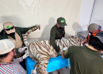 ¿Por qué es clave la necropsia de Kenzo, el tigre que murió en un operativo en Edomex?