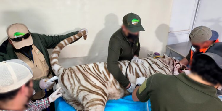 ¿Por qué es clave la necropsia de Kenzo, el tigre que murió en un operativo en Edomex?