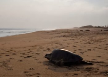 Un nuevo ciclo para el océano: Profepa protege a tortugas golfinas en Oaxaca