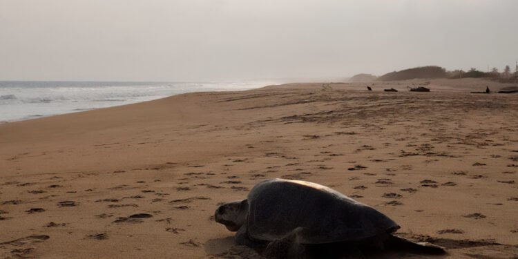 Un nuevo ciclo para el océano: Profepa protege a tortugas golfinas en Oaxaca