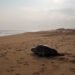 Un nuevo ciclo para el océano: Profepa protege a tortugas golfinas en Oaxaca