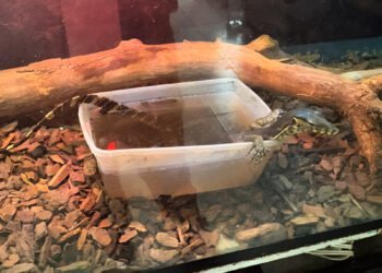 Del confinamiento al cuidado: rescatan fauna silvestre en operativo de Profepa