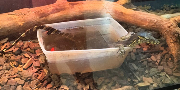 Del confinamiento al cuidado: rescatan fauna silvestre en operativo de Profepa