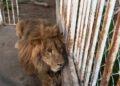 ¿Lo creerías? Una casa escondía animales que solo verías en un zoológico