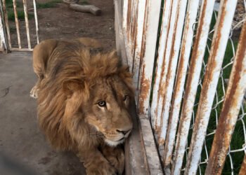 ¿Lo creerías? Una casa escondía animales que solo verías en un zoológico