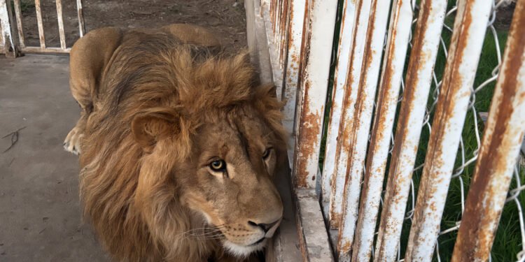 ¿Lo creerías? Una casa escondía animales que solo verías en un zoológico