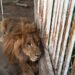 ¿Lo creerías? Una casa escondía animales que solo verías en un zoológico