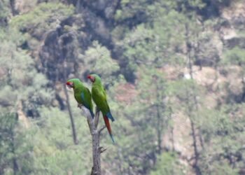 Captan de nuevo a la guacamaya verde en México; está en peligro de extinción