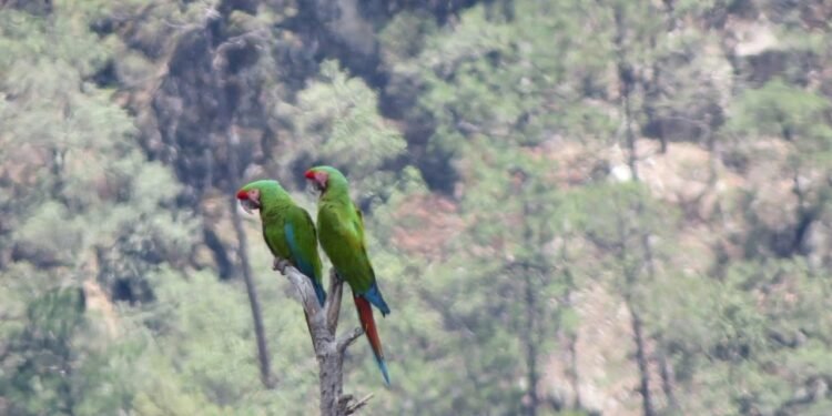 Captan de nuevo a la guacamaya verde en México; está en peligro de extinción