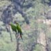 Captan de nuevo a la guacamaya verde en México; está en peligro de extinción