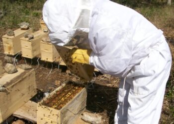 ¿Qué obras llegarán al campo? Anuncian centro de acopio y apoyos a productores
