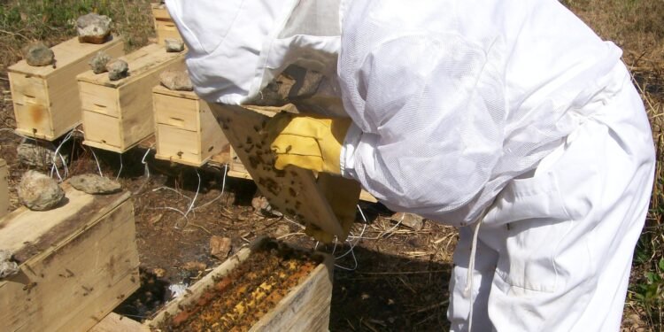 ¿Qué obras llegarán al campo? Anuncian centro de acopio y apoyos a productores