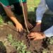 ¿Te imaginas una Mérida con 8 mil 500 árboles más? Ya van 2 mil