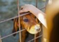 ¿Te gustaría adoptar una mascota? Conkal prepara su primer refugio municipal