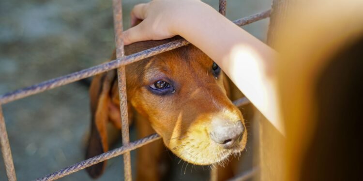 ¿Te gustaría adoptar una mascota? Conkal prepara su primer refugio municipal
