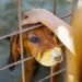 ¿Te gustaría adoptar una mascota? Conkal prepara su primer refugio municipal